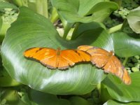 image063