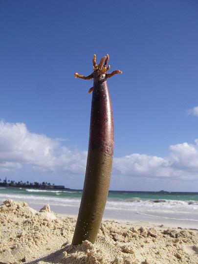 imgp5692.jpg - Sea cucumber poses for a holiday shot...