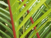 100 5807  Beautiful palm at the Ho'omaluhia Botanical Gardens.