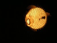 IMGP1272  Awesome puffer fish light!