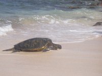 IMGP1572  We saw two huge sea turtles! One was 200lb!