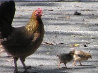P3280043  Mommy chicken and babies. Sammy learned how to cluck and peep while we watched them walk around.