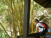 IMGP2572  Checking out the valley shaded by a bamboo forest.