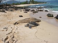 Brutus and monk seal  Brutus and 5AY (monk seal about to pup).