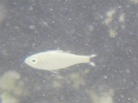 IMGP2705  A tiny fish captured under water with my camera.