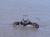 IMGP2786  BIG crab...I was filming this guy up really close as he scurried, then I felt something on my foot. I totally wigged while the camera was still running. I edited that part out :) ha ha!