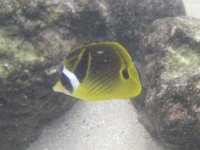 IMGP3453  A butterfly fish.