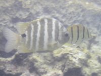 IMGP3454