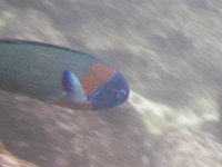 IMGP3476  A wrasse.