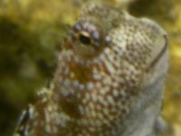 shoulder spot goby