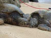 DSC00883  Some pictures taken by a fellow honu guardian volunteer. Can you believe the snuggling? So precious!