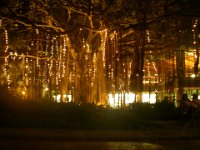 IMGP3609  The banyan tree at the Hale Koa lit up at night.