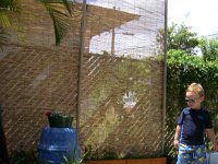 imgp3912  Dave built a privacy screen out of bamboo in about an hour. Nice work! I really love it. Nice to not look at that abandoned house. They are now working on cleaning that place up, but this keeps the view into our house more private from the road.