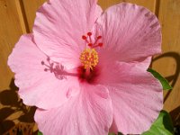 IMGP4248  A pink hibiscus blooms brightly in the morning sun in our garden.