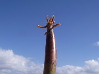 imgp5692  Sea cucumber poses for a holiday shot...