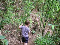 IMGP6204  Going through the bamboo forest on the way back down.
