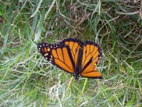 IMGP6793  This butterfly was in our backyard - damaged left wing. I think it's a Kamehameha butterfly. Special visit!