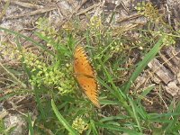 IMGP6797  This is a very common "hiker" on our trails - the Gulf fritillary I think. It feeds on passionvine.