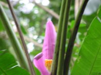 photo011  And a banana tree in bloom. (Bloom?)