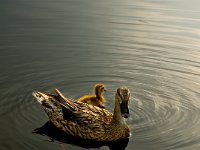 MamaDucksm  I LOVE this shot.