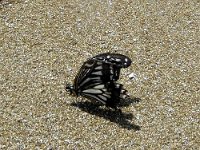 P9120014  Butterflies on the beach - but they seemed stuck. They didn't seem to be faring so well. Or perhaps even still alive?