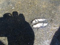 P9120024  We found a fossil cowry shell! This turned into a lesson about lava, volcanoes, and erosion.