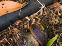 SnailNookiesm  Ahhh-hem. This turned into a nice biology lesson for me. Did you know snails were hermaphrodites? And these Giant African Snails are apparently very prolific breeders. They are actually very large - can get up to 6" long! I've seen some big ones here. As big as my fist. Well - maybe not quite that big, but close. The white thing is a dart that one snail shoots into the other carrying the genetic "material". The dart goes into the head end. Very strange mating habit. The little boys gathered up about a dozen snails and lined them all up to make a "family". They were so cute :)