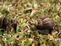 SnailTrainsm  All aboard the snail train!