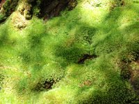 P9300148  The moss looked like water with the light splashing over it.