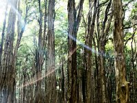 HonuForestsm