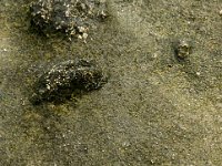 Cowry2sm  What I think might be a cowry shell fossil trapped in lava rock.