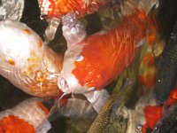 IMG 0379  Huge fish!