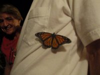 PC190030  Sam's monarch emerged from the chrysalis just after Sam went to bed! We woke him up to see the monarch and he said "How exciting!"