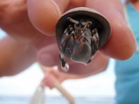 PC210048  Dave found a sweet hermit crab with blue eyes!