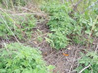 PC290011  Butterflies all over the trail today! Tons of them!