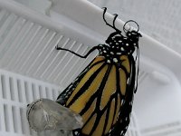 2009-01-20MonarchButterfly (10)  Notice two toes??? And lots of whiskers?