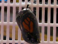 2009-01-20MonarchButterfly (2)