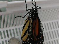 2009-01-20MonarchButterfly,(9)  Wings spread out now. See how delicate the chyrsalis is? It is so so very fine.