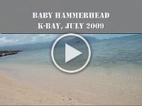 2009-07 Baby hammerhead  We saw a real baby hammerhead shark!!!