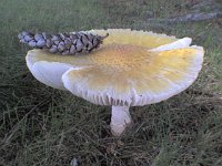 ATT00111  The biggest mushroom I've ever seen! That pine cone is 4" long! This is on McGuire - we're out for a run, checking on our flights, and getting some playground time in.