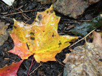 P9220164  Dave took great shots of the wet, colorful leaves. I love LOVE the smell of the balsam fir up there, especially when everything is wet.