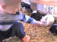 ATT00065  At the petting zoo today...Ben got the hang of feeding a carrot really quickly!