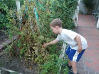 PA240008  Sammy picking tomatoes off the monster vines.
