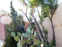 PB030035  Such a great place. The cacti seem to love it here.