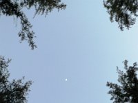 P1220041  Like - if the moon rises before the sun sets, then the lit side faces west. Works in both hemispheres. Pretty cool! Ben was pointing out "mooon! mooooon!" and took us right to this spot to point up between the trees.