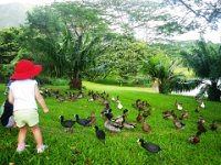 IMGP1000  Look at all these ducks and a goose! They were all very well-mannered, even the goose!