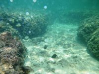 IMGP1041  Fairly good visibility today, and good clearance over the coral.