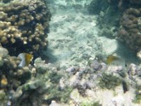 IMGP1044  A threadfin butterflyfish pair. They mate for life. I was wondering what it might be like to be a fish - they don't have arguments I guess because it's hard to hear  under water?