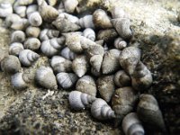 IMGP1057  Shell pictures for Marilou :) These are tiny tiny - like 5mm - in a tide pool on a prickly sharp lava shelf.