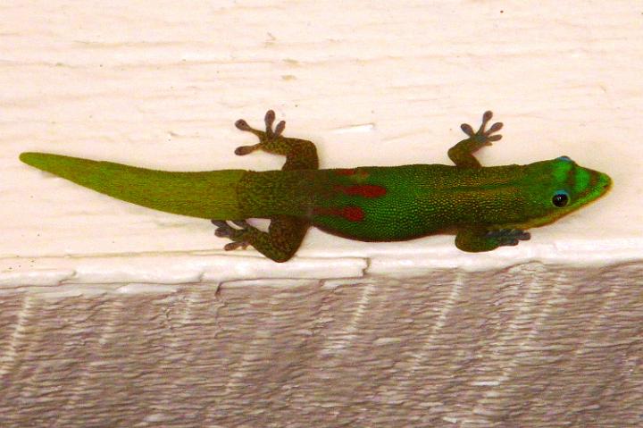 IMGP1529.JPG - Now at Foster Botanical Gardens, right on Vineyard and Nuuanu in downtown Honolulu. The 13-acre park is really something. Jurassic-size trees in the middle of the hustle and bustle of downtown. This huge gecko is quite impressive! I bet he hangs out all night by the bathroom lights feeding on bugs.